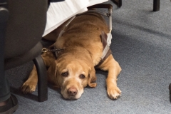 Rue sleeping under the table