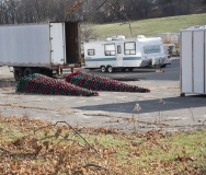 view of christmas trees ready to be set up in display
