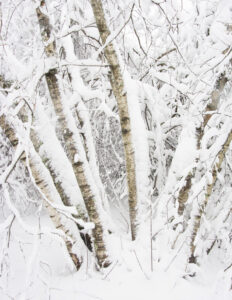 birch trees in the snow