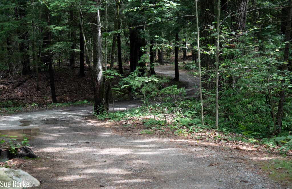 wooded path
